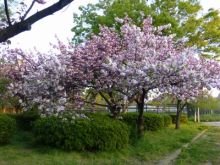 大阪市生野区の日本電子工業㈱ 広報ブログ-大川沿い　満開のボタン桜